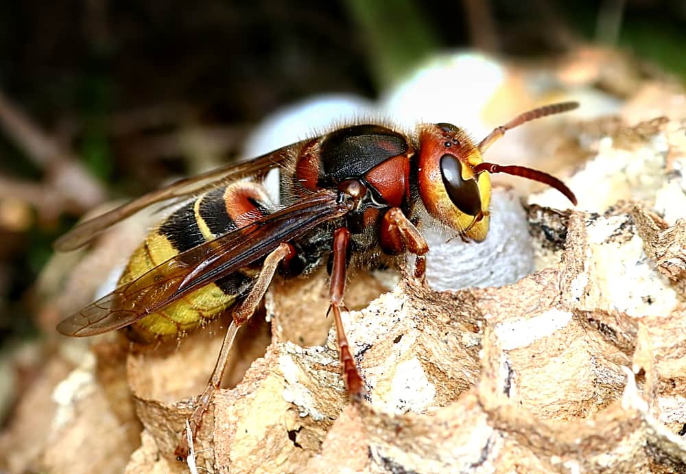 What Does a Hornet Look Like Compared to a Wasp