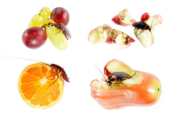 cockroaches on fruit