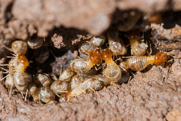 termite behavior