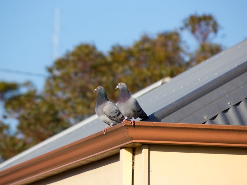 pigeons on house roof