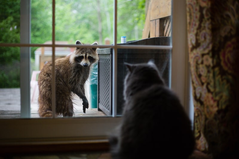 racoon looking into window