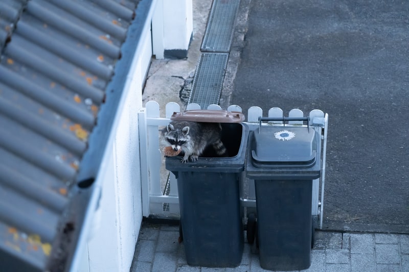 racoon in trash