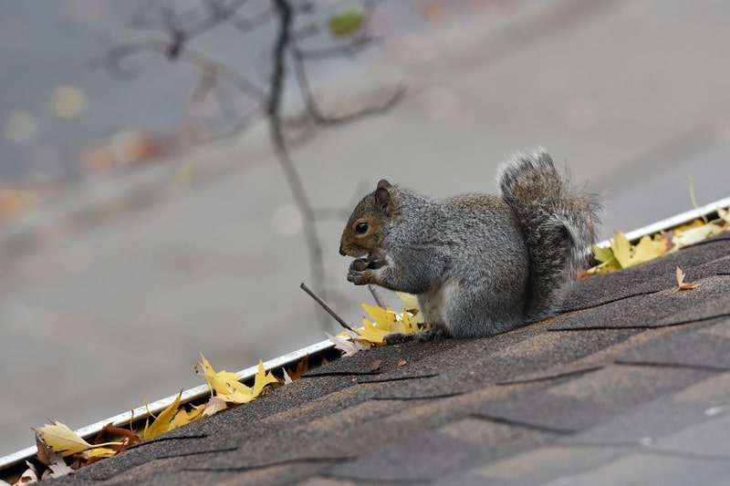 tree squirrel on roof