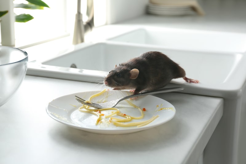 rat in kitchen sniffs leftovers