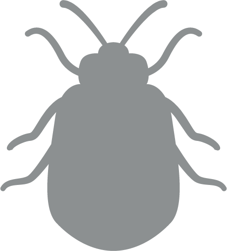 bed bug grey icon