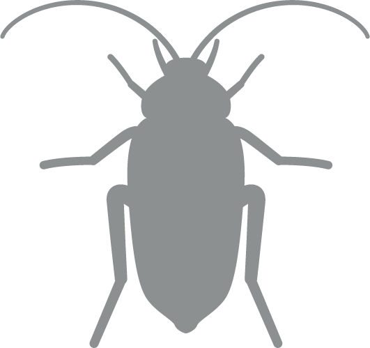 cockroach grey icon