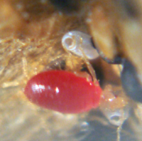 bed bug nymph - engorged