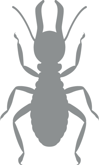 termite grey icon